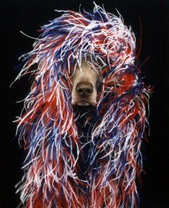William Wegman photo