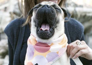 empatia canina doge