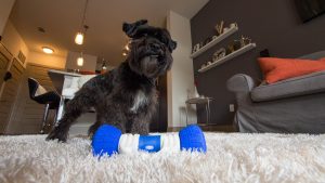 Giochi Hi-Tech per Cani - Dogestore - GoBone