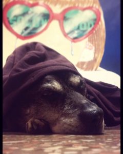 Doge - Solo - Akira