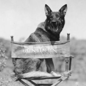e se i cani vincessero gli oscar? Doge Dog Empathy Rin Tin Tin