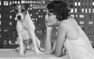 Doge Dog Empathy e se i cani vincessero gli oscar? Uggie the artist