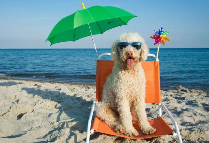 Spiagge per cani 2018-migliori-regioni-italia