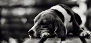 Abbandono cani