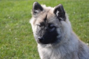 Cani-Aria Condizionata