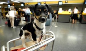 Cani in aeroporto