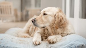 Artrosi e cani