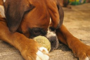 Doge - Cani in lutto