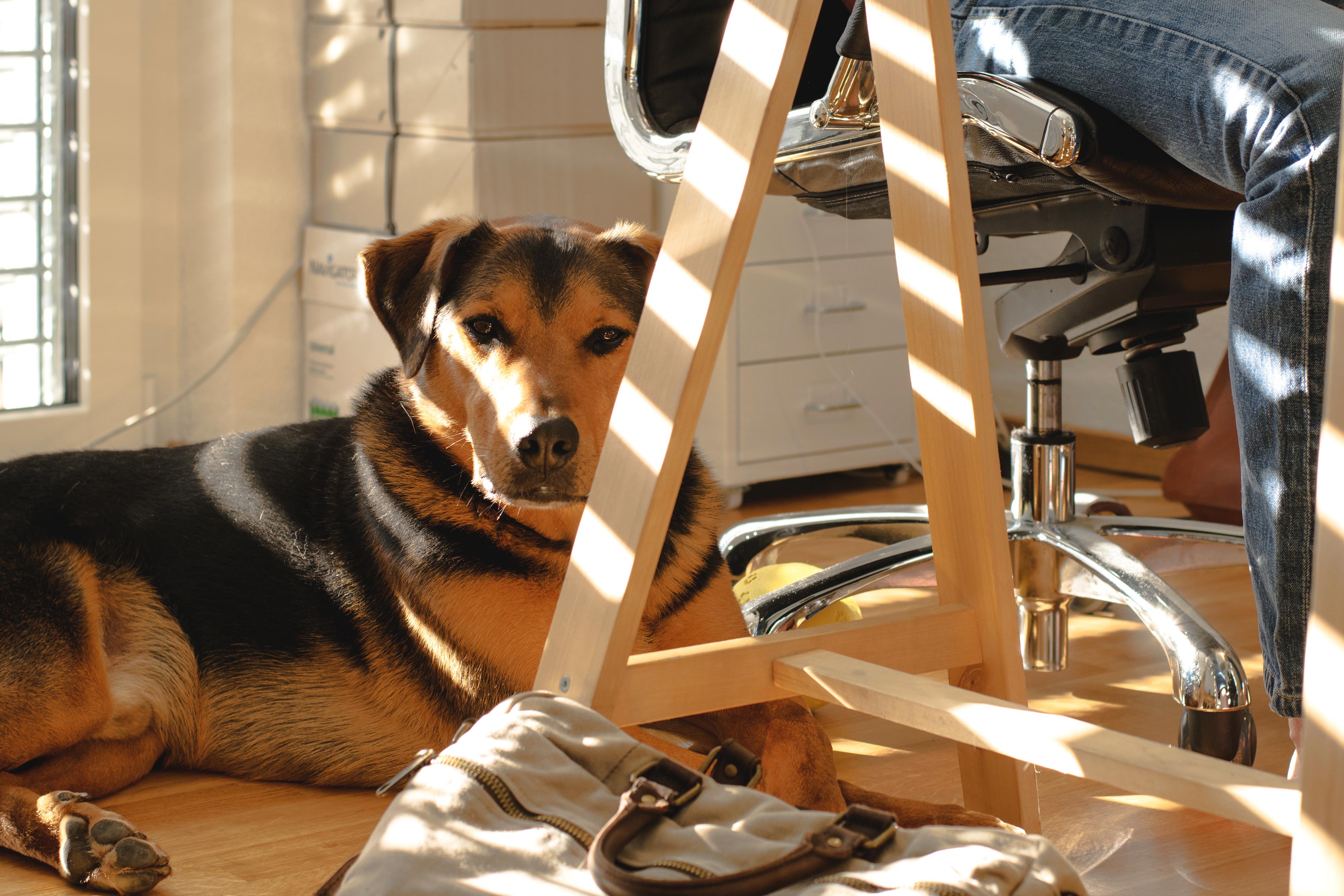 Doge Store - Cani in ufficio