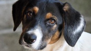 Doge - Cuccioli di cane cercano casa