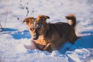 Cane miglior amico dell'uomo