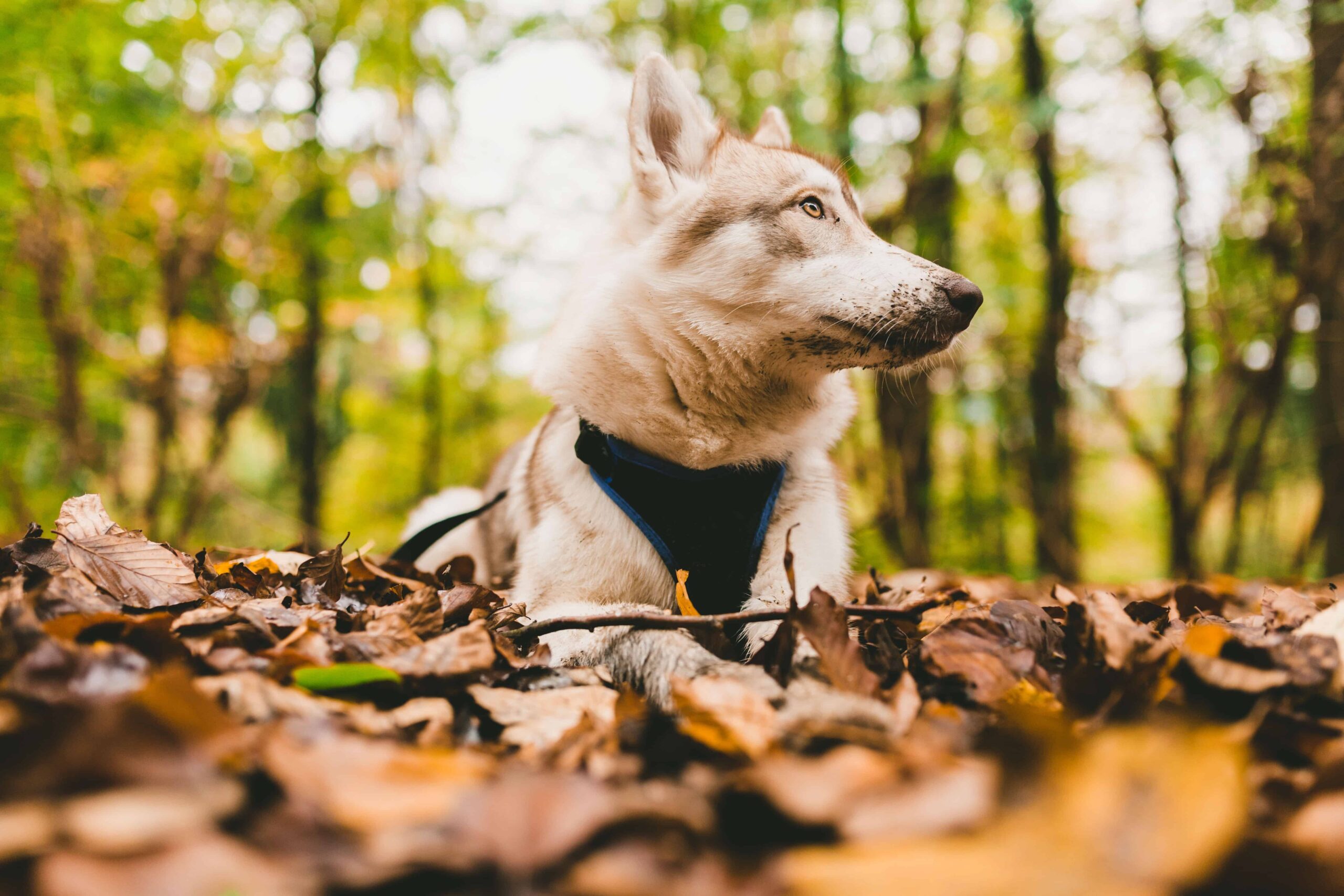 Dogestore - Cani e malaria