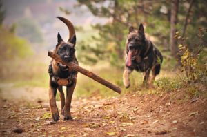 Doge Store - Le interazioni tra cani