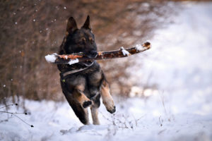 Doge - Comunicare col cane