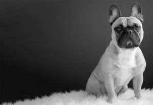 Doge Store - I cani sono persone?