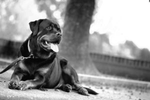 Doge Store - 5 buoni consigli per una passeggiata col cane perfetta
