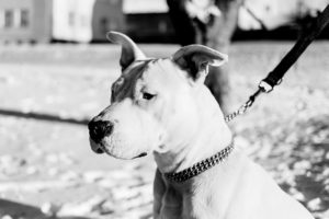 Doge Store - Il guinzaglio migliore per una buona passeggiata col cane