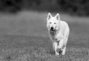 Doge Store - Quattrozampeinfiera, l'appuntamento annuale tutto dedicato ai nostri amici a quattro zampe